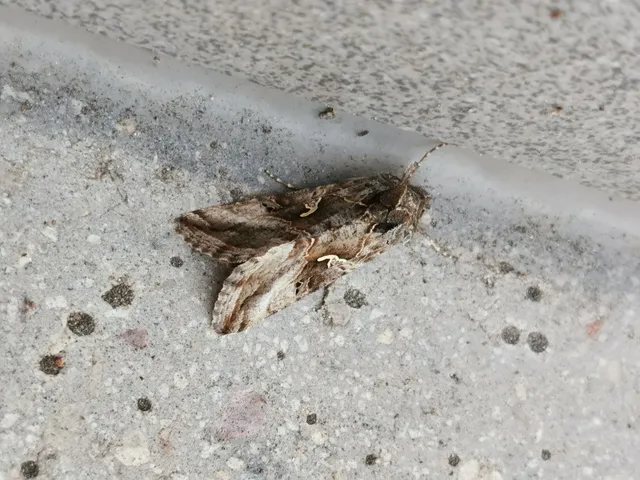 Autographa gamma - gammalepke