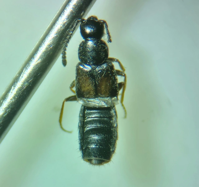 Atheta occulta - téli penészholyva