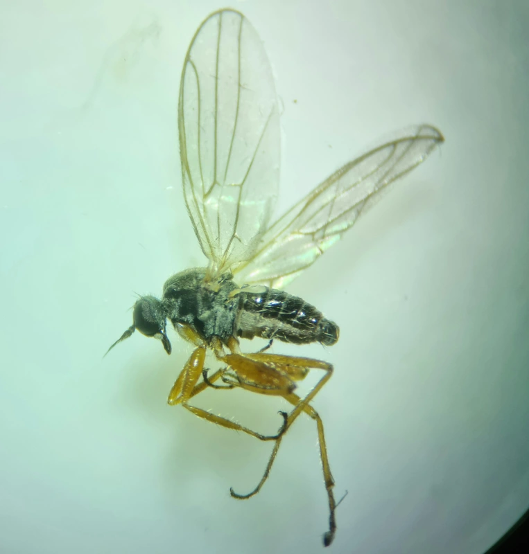 Hybotidae