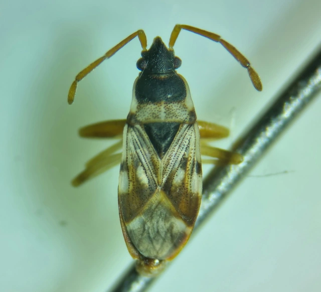 Scolopostethus pictus Scolopostethus pictus