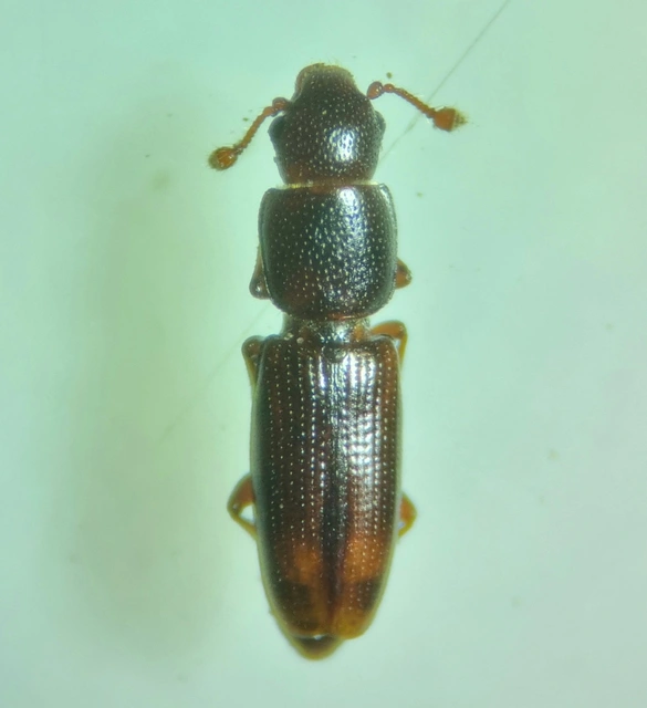 Rhizophagus bipustulatus - kétpettyes törekbogár Rhizophagus bipustulatus - kétpettyes törekbogár