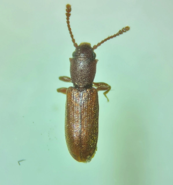 Silvanidae - fogasnyakúlapbogár-félék