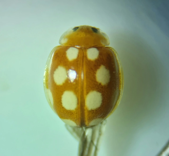 Vibidia duodecimguttata - tizenkétcseppes füsskata
