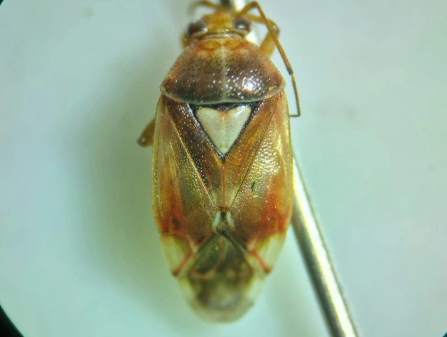 Lygus pratensis - változó mezeipoloska