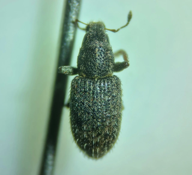 Sitona hispidulus - szőrös csipkézőbogár