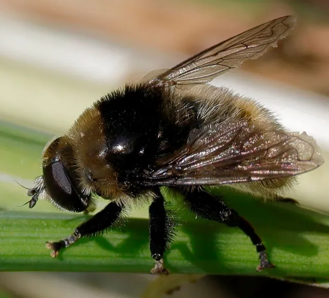 Merodon