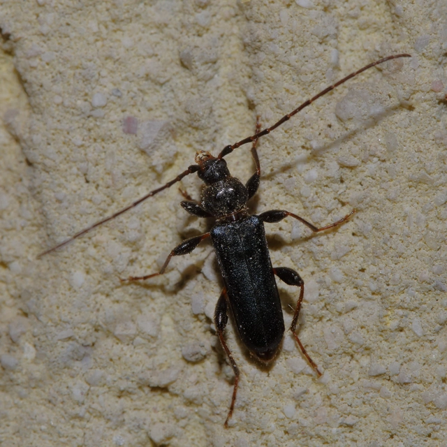 Phymatodes testaceus - változékony korongcincér Phymatodes testaceus - változékony korongcincér