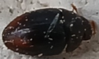 Phalacridae - kalászbogárfélék Phalacridae - kalászbogárfélék