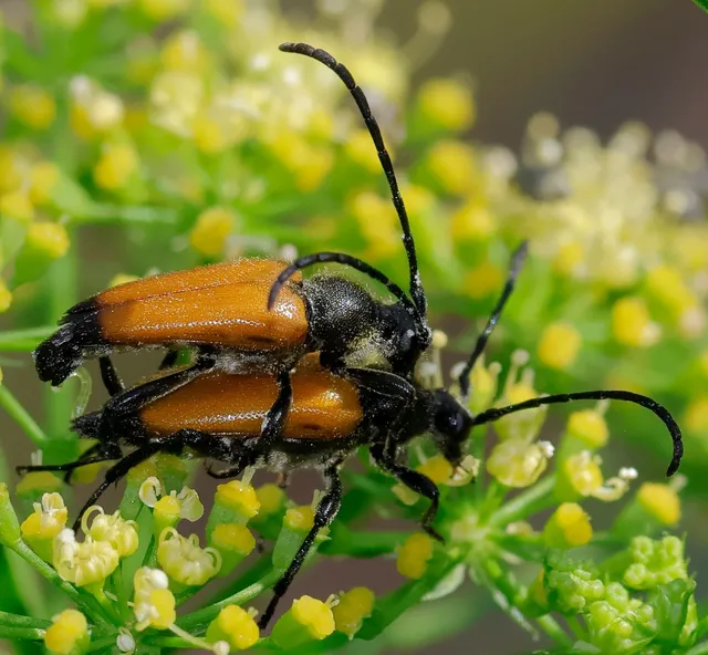 Stictoleptura fulva - vörhenyes virágcincér