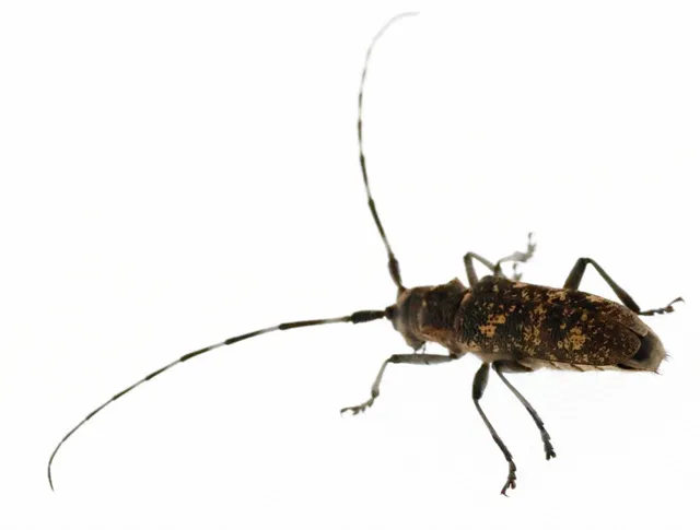 Monochamus galloprovincialis pistor - foltos fenyvescincér