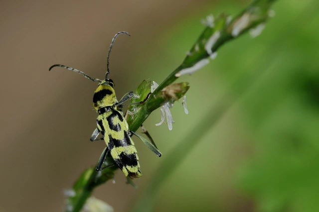 Chlorophorus varius - díszes darázscincér