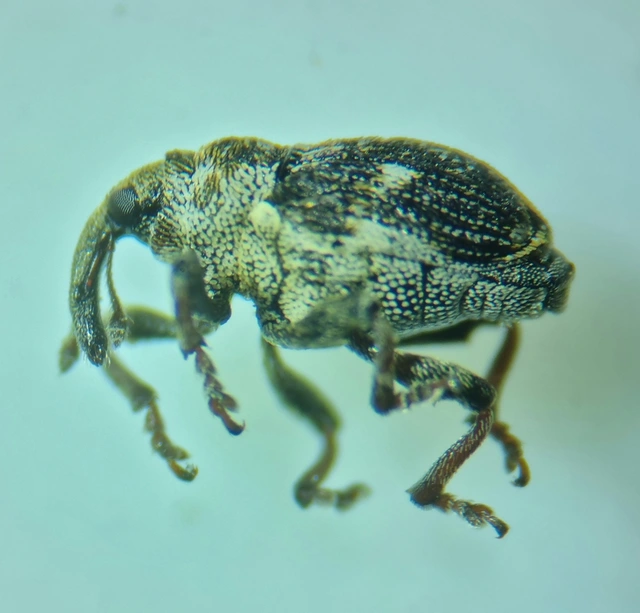 Nedyus quadrimaculatus - közönséges csalánormányos