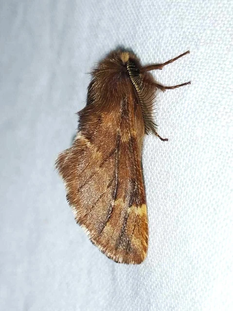 Ptilophora plumigera - tollas púposszövő
