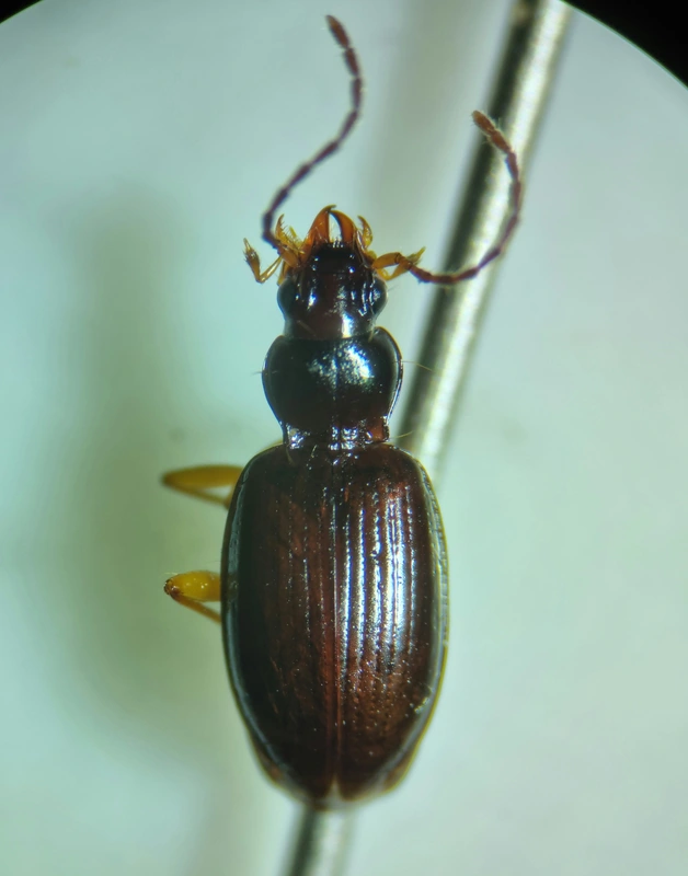 Bembidion dalmatinum - dalmát gyorsfutó