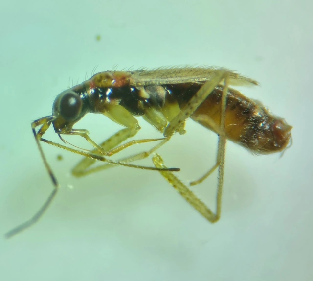 Dicyphus