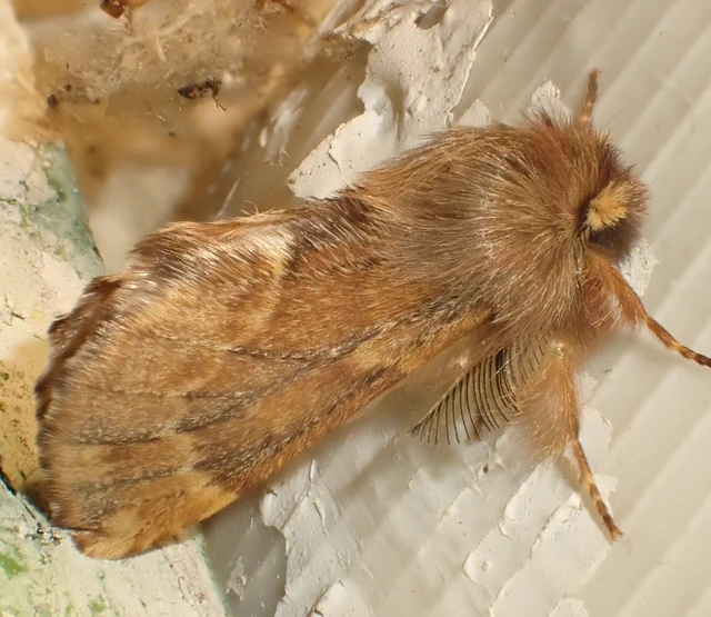 Ptilophora plumigera - tollas púposszövő