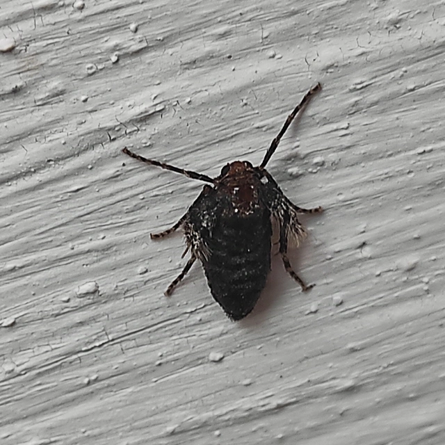 Operophtera brumata - kis téliaraszoló