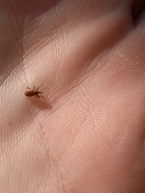 Dorytomus