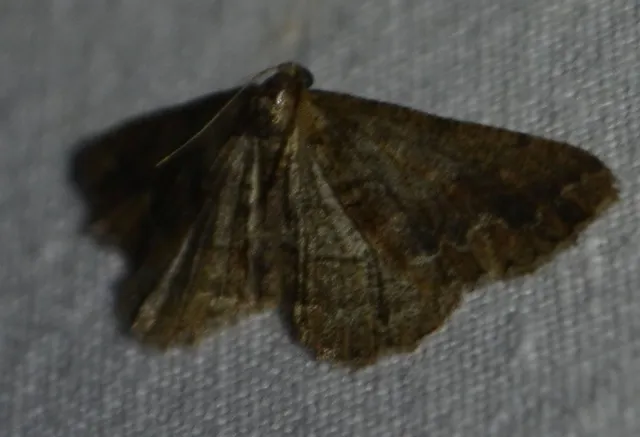 Agriopis bajaria - kökény-téliaraszoló