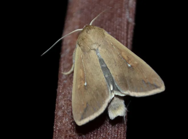Mythimna unipuncta - hordabagoly