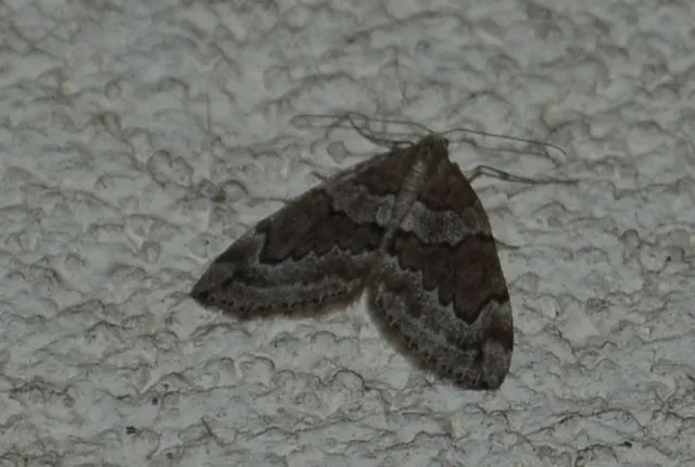 Thera juniperata - boróka-araszoló