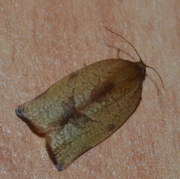 Tortricidae - sodrómolyfélék Tortricidae - sodrómolyfélék