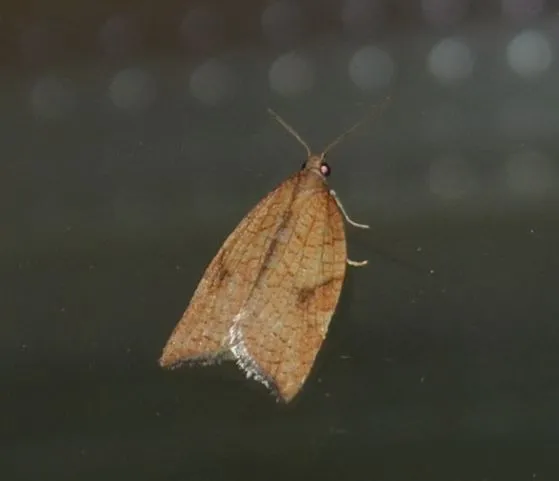 Tortricidae - sodrómolyfélék Tortricidae - sodrómolyfélék
