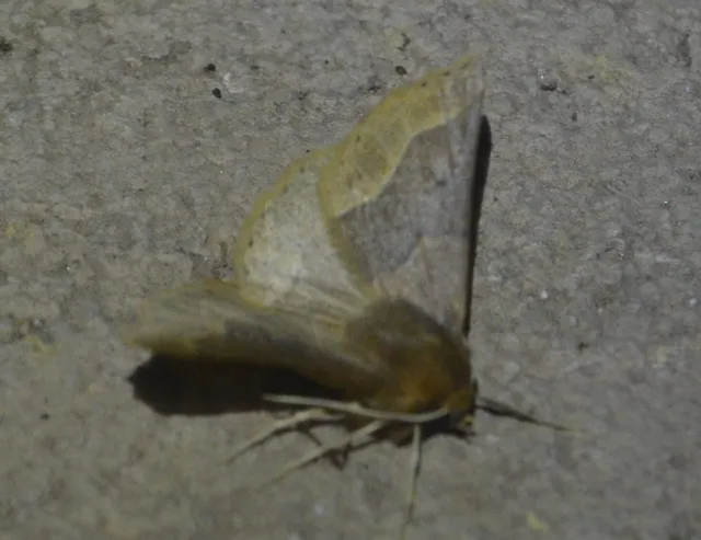 Crocallis tusciaria - barna sávosaraszoló