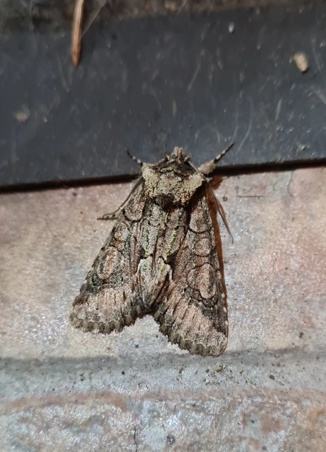Allophyes oxyacanthae - galagonyabagoly