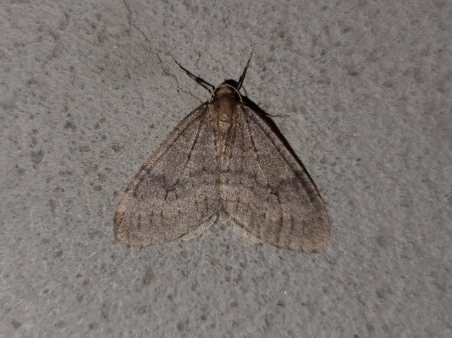 Operophtera brumata - kis téliaraszoló