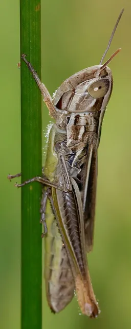 Euchorthippus declivus - rövidszárnyú rétisáska