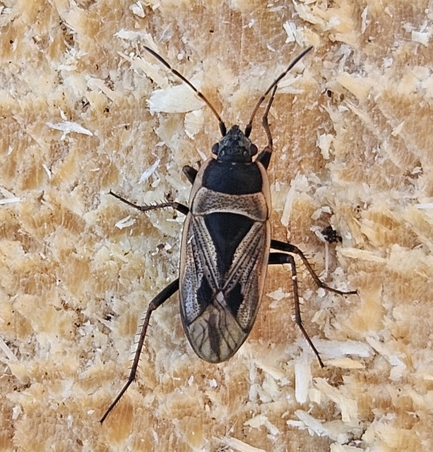 Xanthochilus quadratus - szegélyes díszesbodobács
