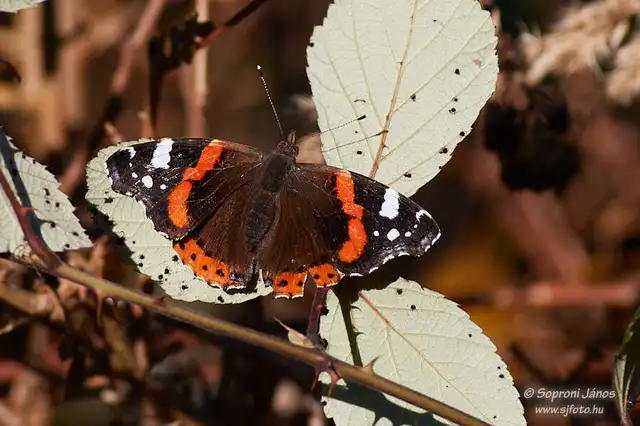 Vanessa atalanta - atalantalepke