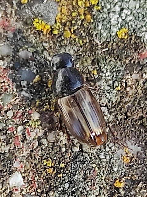 Aphodius prodromus - sárgalábú trágyabogár