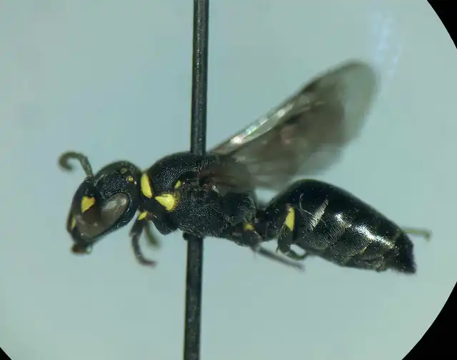 Hylaeus gibbus