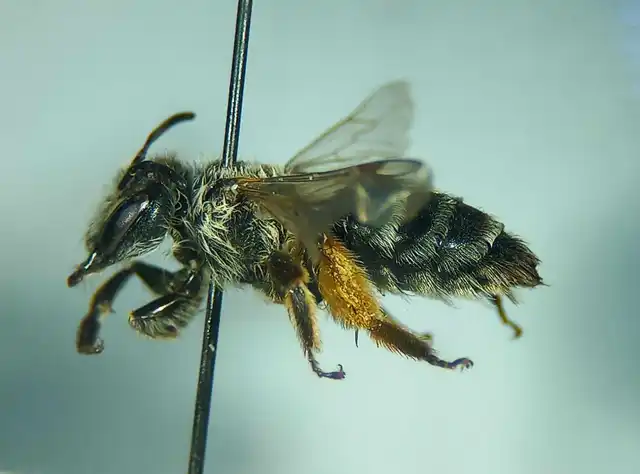 Andrena flavipes