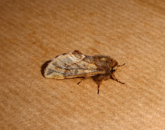 Ptilophora plumigera - tollas púposszövő