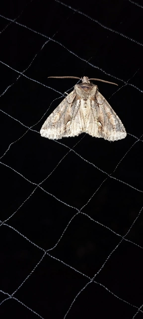 Allophyes oxyacanthae - galagonyabagoly