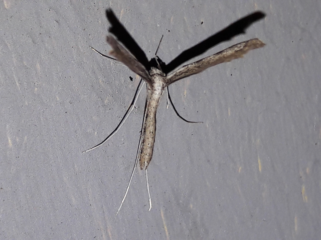 Pterophoridae - tollasmolyfélék