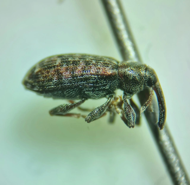Dorytomus taeniatus - kecskefűz-hangormányos