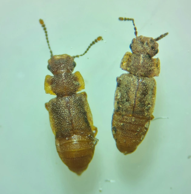 Metopsia similis - pajzsos sutaholyva
