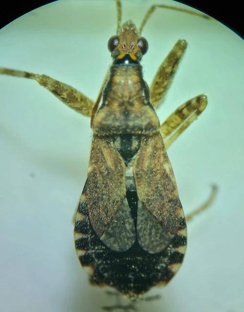 Himacerus