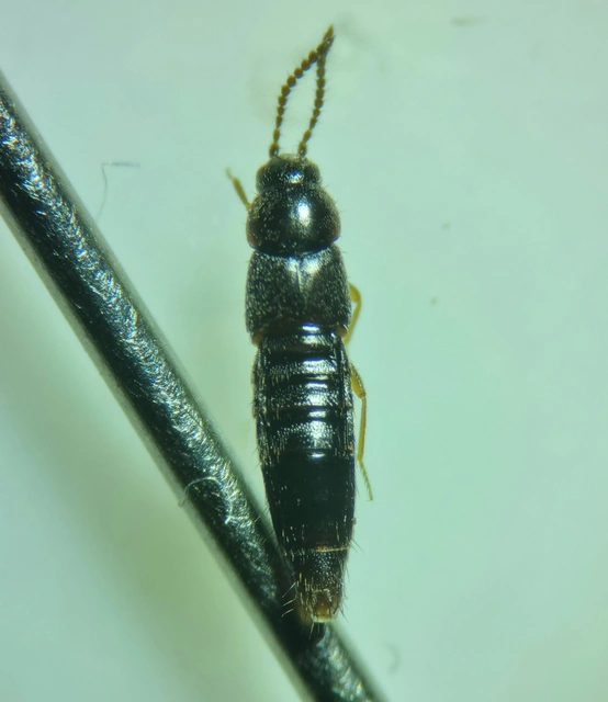 Mocyta orbata - fényeshátú komposztholyva