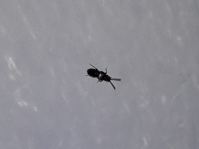 Atheta occulta - téli penészholyva