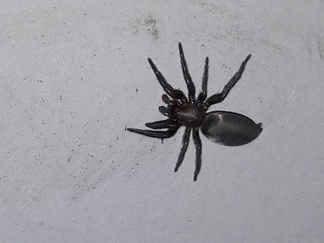 Gnaphosidae - kövipókok