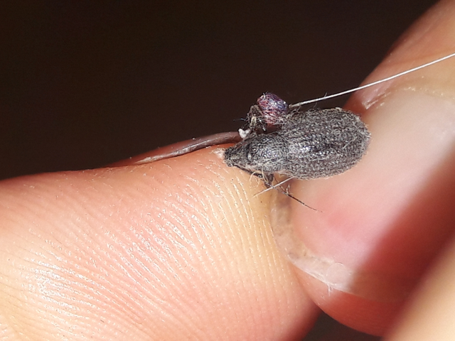 Otiorhynchus rugosostriatus - szamóca-gyalogormányos