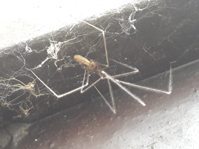 Pholcus phalangioides - nagy álkaszáspók