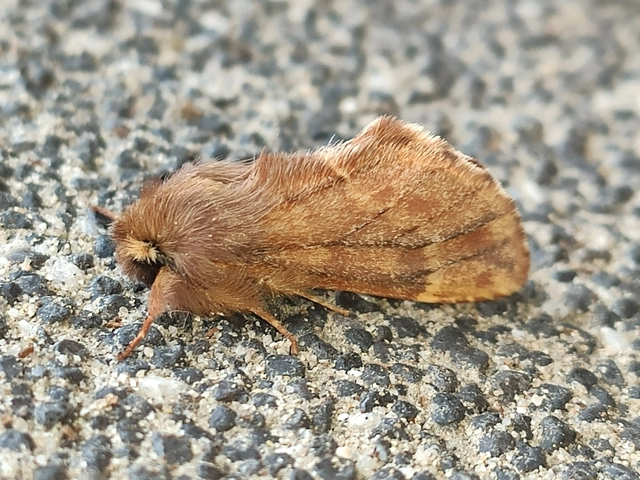 Ptilophora plumigera - tollas púposszövő