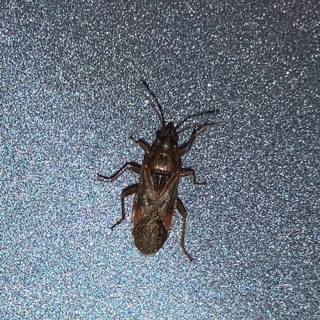 Arocatus
