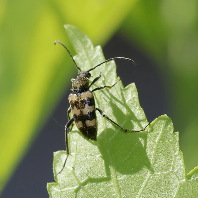 Pachytodes erraticus - rajzos virágcincér